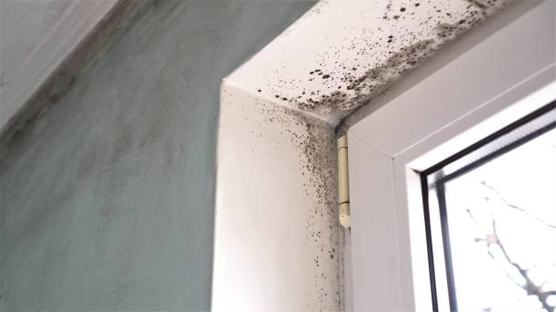 Best White Mold Remediation in Gibson City, IL