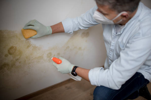 Best Crawl Space Mold Remediation in Gibson City, IL
