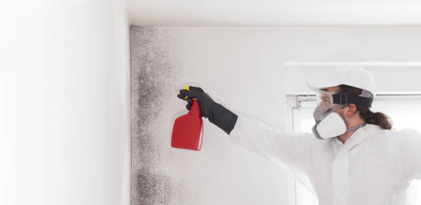 Best DIY Mold Remediation Support Services in Gibson City, IL