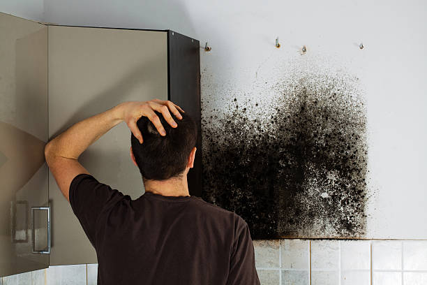 Best Residential Mold Remediation in Gibson City, IL
