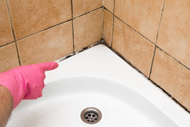 Best Post-Flood Mold Remediation in Gibson City, IL